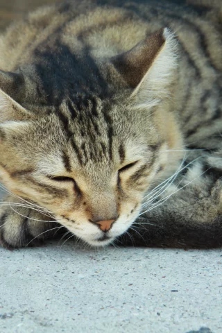 нос, кошка, полосатый