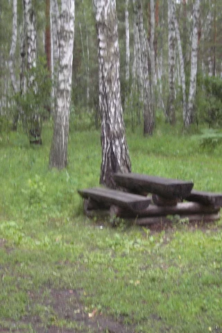 береза, скамейка, сибирь, лес