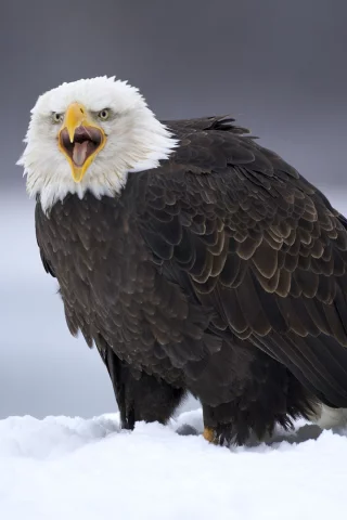 зовёт, птица, орёл, снег