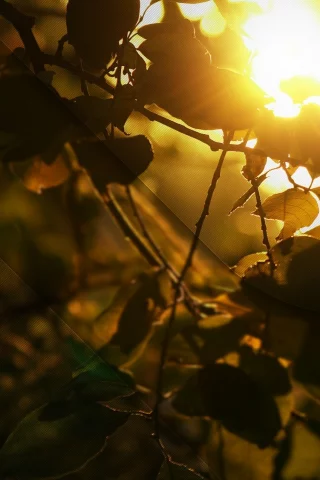 golden shine, свет, листва