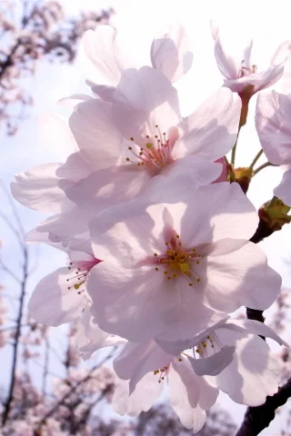 цветы, весна, ветка, sakura