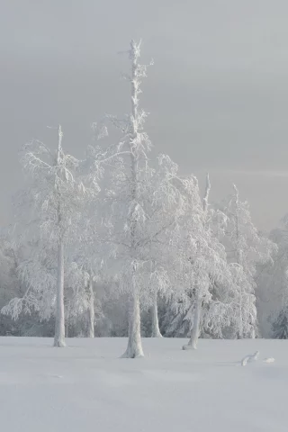 туман, деревья, зима, пейзаж