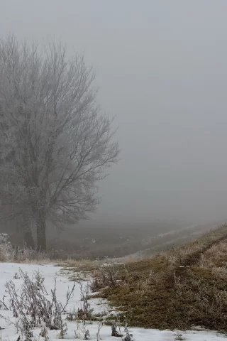 туман, поле, осень, забор