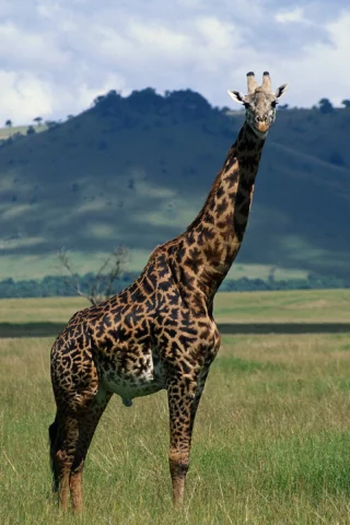 природа, жираф, шея, giraffe