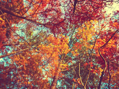nature, вид, кроны, деревья, листья, осень