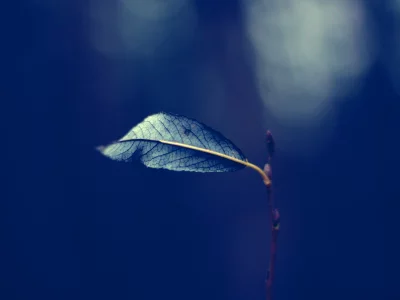 природа, nature, макро, черно-белое, печаль, листок, осень, leaves, одиночество, autumn, листья, красиво