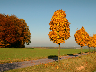 yellow, trees, осень