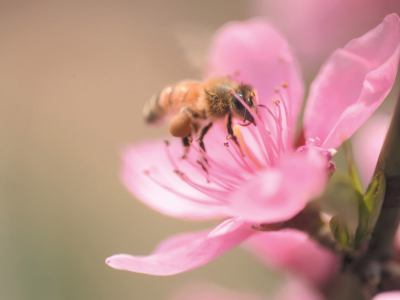 розовый, цветок, цветение, ветка, насекомое, лепестки, пчела, сакура, макро