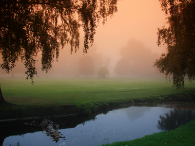 канал, утро, природа, деревья, туман