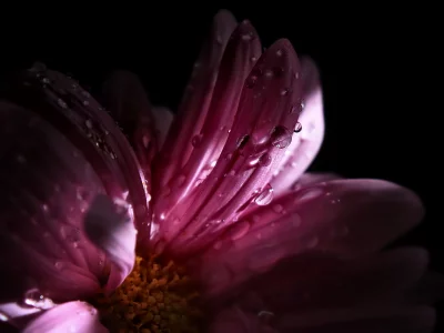 розовые, цветок, лепестки, капельки, тень, свет, beautiful flower
