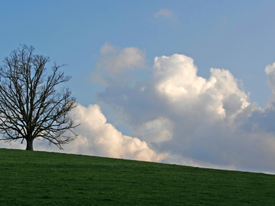 дерево, луг, облака