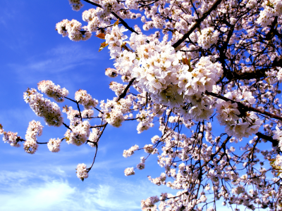 цветение, весна, сакура, вишня, макро, дерево, ветка, цветы, природа