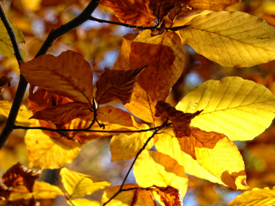 макро фотографии, осенние обои, природа, листья, осень, деревья