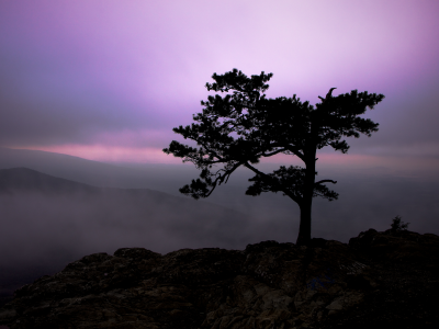 небо, дерево, свет, природа, горы, 2560x1600, twilight, туман, nature, пейзаж, сумерки, tree, fog, rocks, landscape, sky, скалы, light, mountains