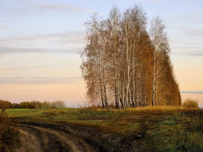 осень, дорога, берёзы