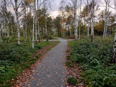 берёзы, парк, осень