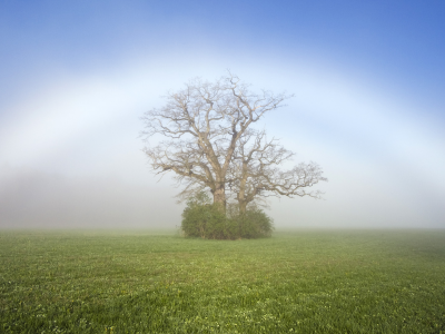 дерево, природа, поляна, туман