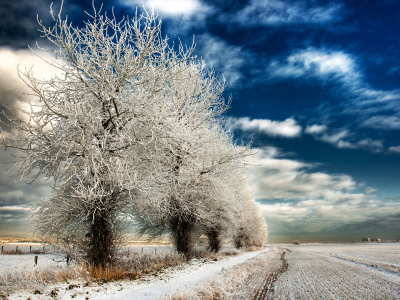 иний, деревья, зима, поле, природа