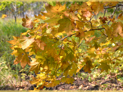 лес, листья, желтый, природа, фон, осень