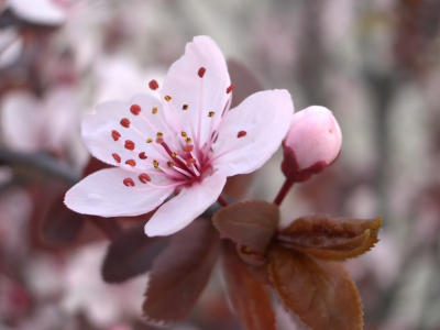 весна, цветок, цветение, ветка, розовый, вишня, лепестки, макро