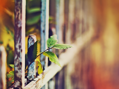 забор, макро, осень, листья, фото с настроением