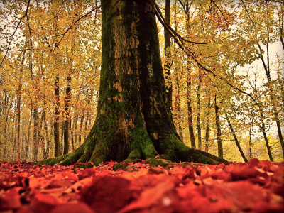 листва, дерево, ствол, природа, осень