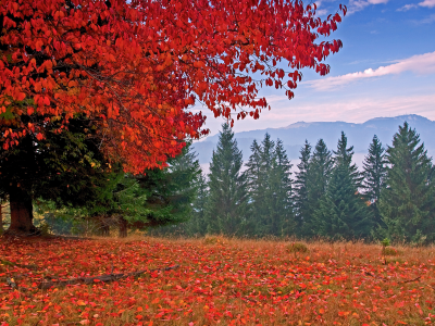 осень, горы, дерево, природа