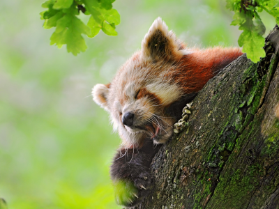 fire fox, red panda, зивает, панда красная, сонная, на дереве