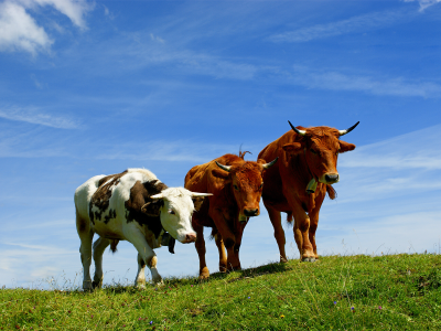 быки, фото, трава, небо, рога, горы, коровы, animals, животные