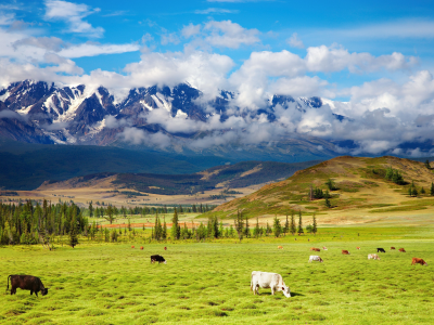 highlands, пастбище, green valley, крупнорогатый, пейзаж, долина, природа, животные, cattle, красота, скот, горы