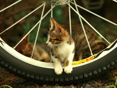 колесо, кошка