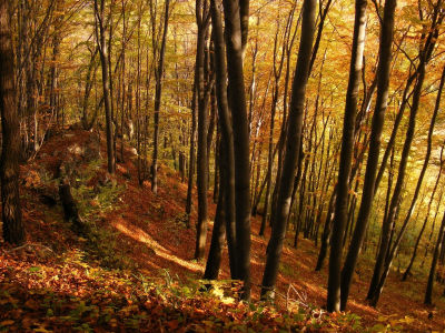 деревья, осень, лес