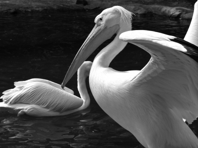 птички, черно-белое, вода, пеликан