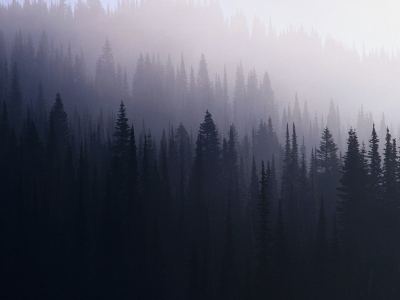 лес, туман, ель