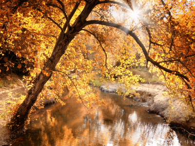 река, природа, свет, осень