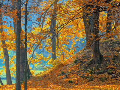 деревья, лес, природа, осень