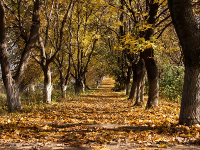 листья, деревья, осень