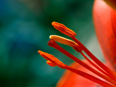 половина, pistil, тычинки, ярко