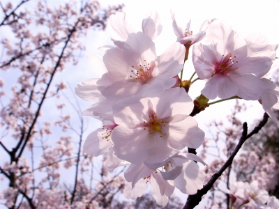 цветы, весна, ветка, sakura