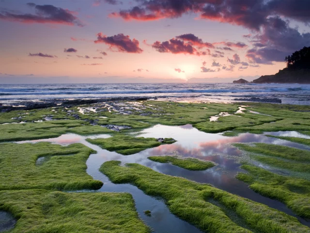небо, море, водоросли