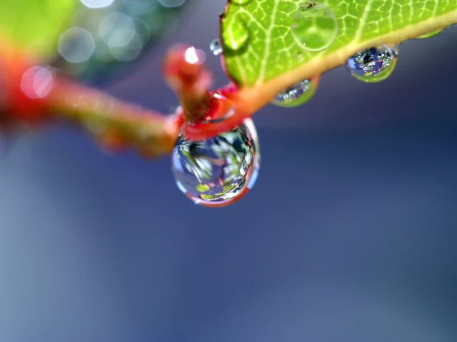 капля, блики, лист, макро, вода, роса