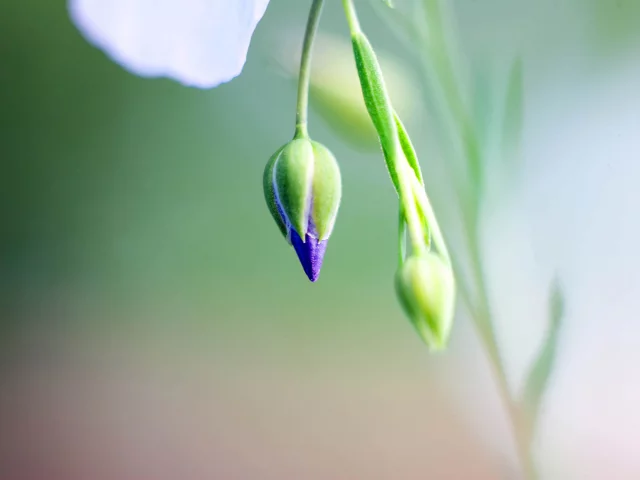 растение, цветок, light, бутон, макро, природа, фон, обои