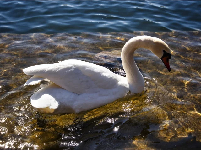 птица, белый, вода, лебедь