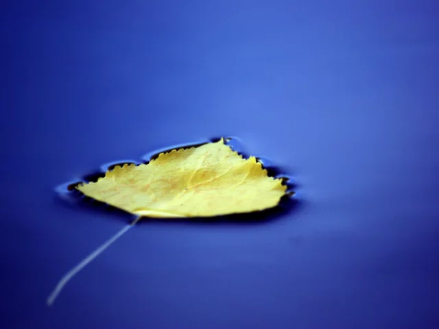лист, вода, фон, макро, синий