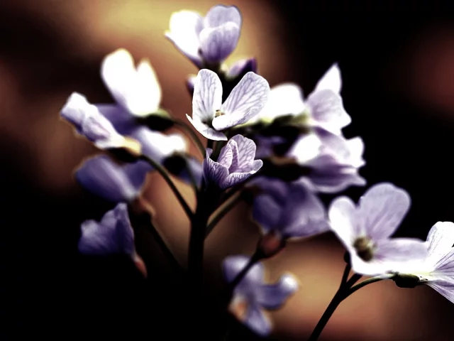 beautiful, цветение, цветы, темный фон, лепестки, flower