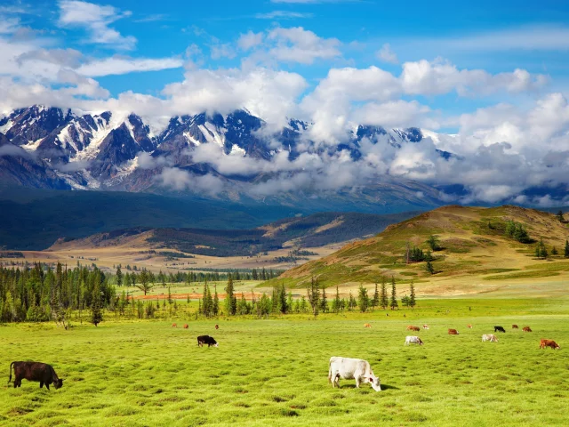 highlands, пастбище, green valley, крупнорогатый, пейзаж, долина, природа, животные, cattle, красота, скот, горы