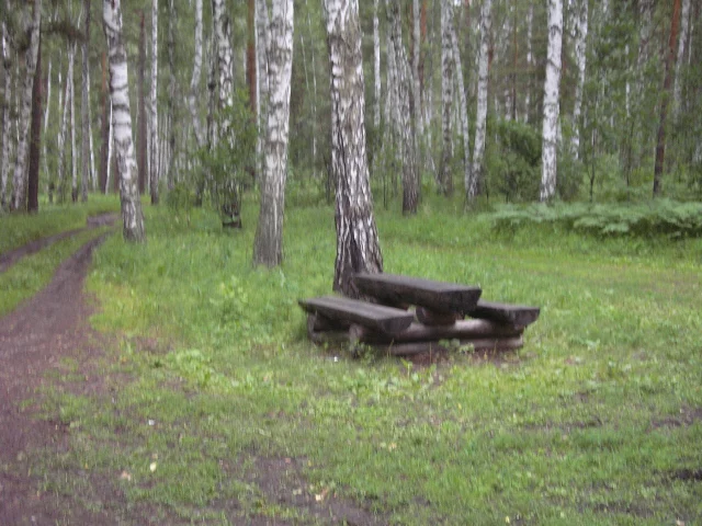 береза, скамейка, сибирь, лес