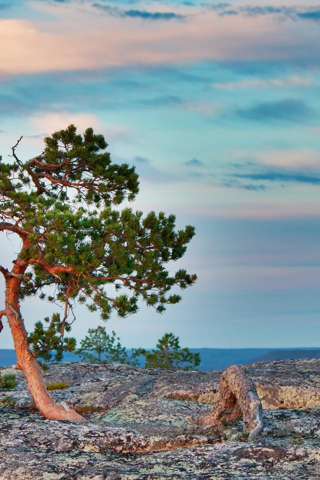 пейзаж, rocks, tree, камни, sky, небо, nature, природа, landscape, дерево, clouds, 2560x1600, облака