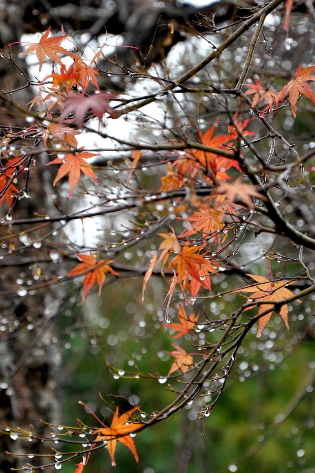 капли, листья, дерево, осень