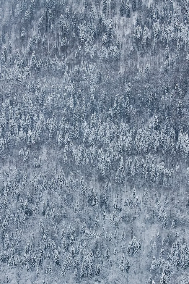 красная поляна, природа, дмитрий чистопрудов, пейзаж, wallpaper, снег, россия, зима, обои, край, лес, гора, сочи, краснодарский